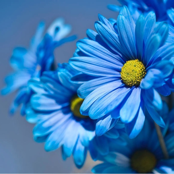 Meet your Posher, Janine - Picture 1 of 1